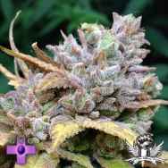 Gage Green Seeds D Cure